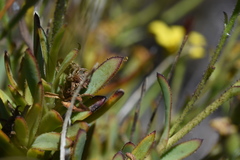 Osteospermum burttianum