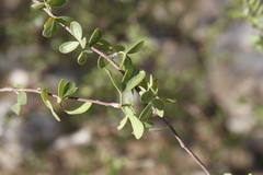 Commiphora virgata