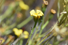 Osteospermum burttianum