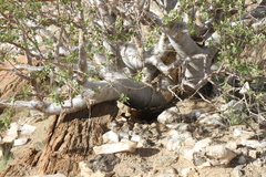 Commiphora virgata