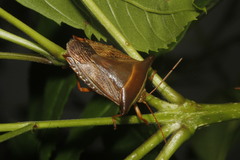 Edessa reticulata