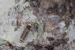 Euproctis kanshireia