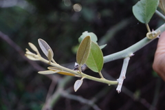 Capparis tomentosa