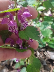 Lamium maculatum