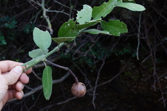 Capparis tomentosa
