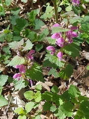 Lamium maculatum
