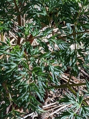Lomatium multifidum