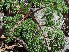 Lomatium multifidum