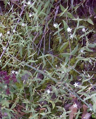 Jasminum nervosum (Jasminum nervosum)