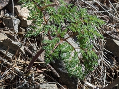 Lomatium multifidum