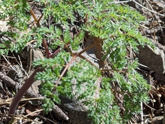 Lomatium multifidum