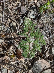 Lomatium multifidum
