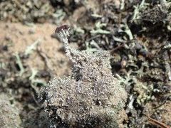 Stereocaulon condensatum