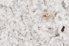 Dictyna bostoniensis