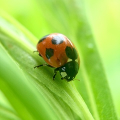 Coccinella septempunctata