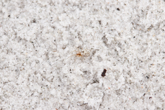 Dictyna bostoniensis