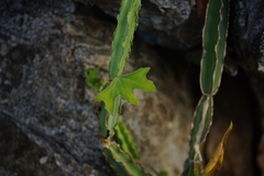 Cissus cactiformis