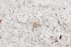 Dictyna bostoniensis