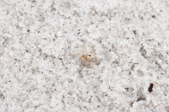 Dictyna bostoniensis