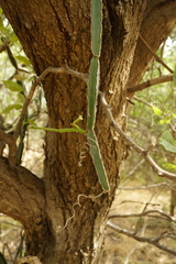 Cissus cactiformis
