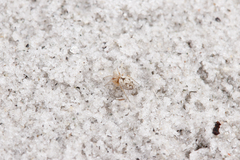 Dictyna bostoniensis