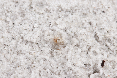 Dictyna bostoniensis