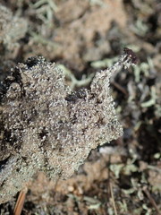 Stereocaulon condensatum