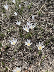 Crocus alatavicus