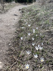 Crocus alatavicus