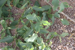 Cordia sinensis