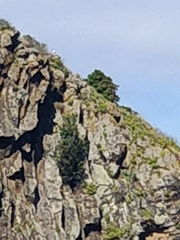 Juniperus canariensis