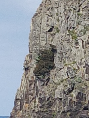 Juniperus canariensis