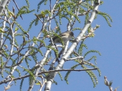 Phylloscopus collybita