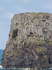 Juniperus canariensis