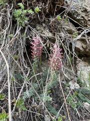 Pedicularis albertii