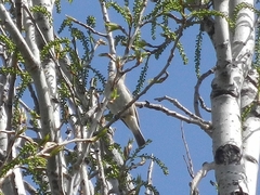 Phylloscopus collybita
