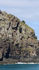 Juniperus canariensis