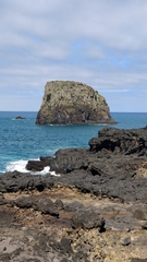 Juniperus canariensis