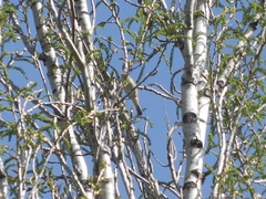 Phylloscopus collybita