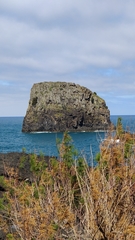 Juniperus canariensis