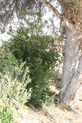Cordia sinensis