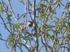 Phylloscopus collybita