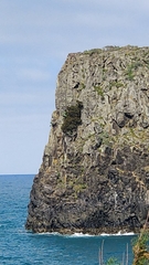 Juniperus canariensis