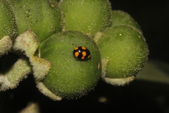 Brachiacantha decora