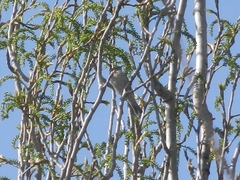Phylloscopus collybita