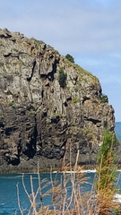 Juniperus canariensis