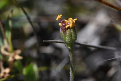 Osteospermum burttianum