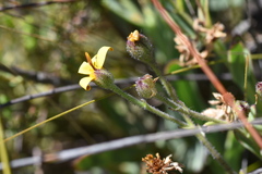 Osteospermum burttianum