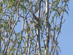 Phylloscopus collybita