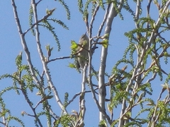 Phylloscopus collybita
